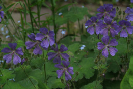 Geranium 'Philippe Vapelle' bestellen